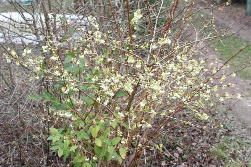 Fleurs en janvier