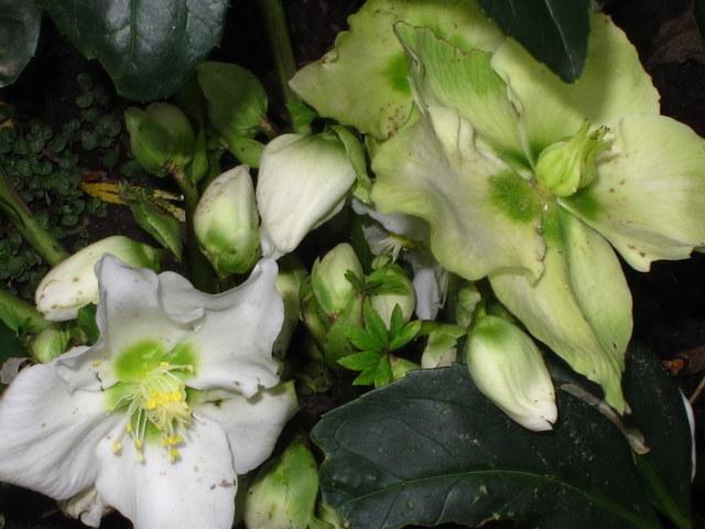 Une vivace fleurie: la rose de noël ou hellébore