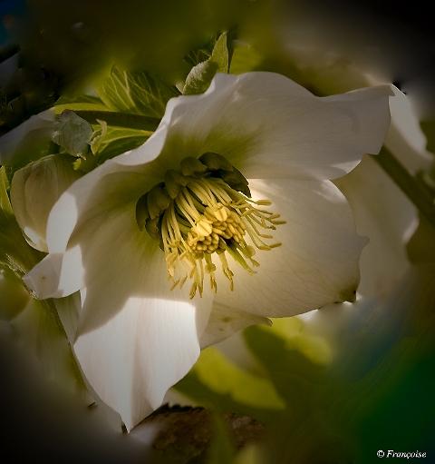 Une vivace fleurie: la rose de noël ou hellébore