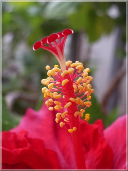 Une plante de la famille des mauves: l' hibiscus ou rose de Chine