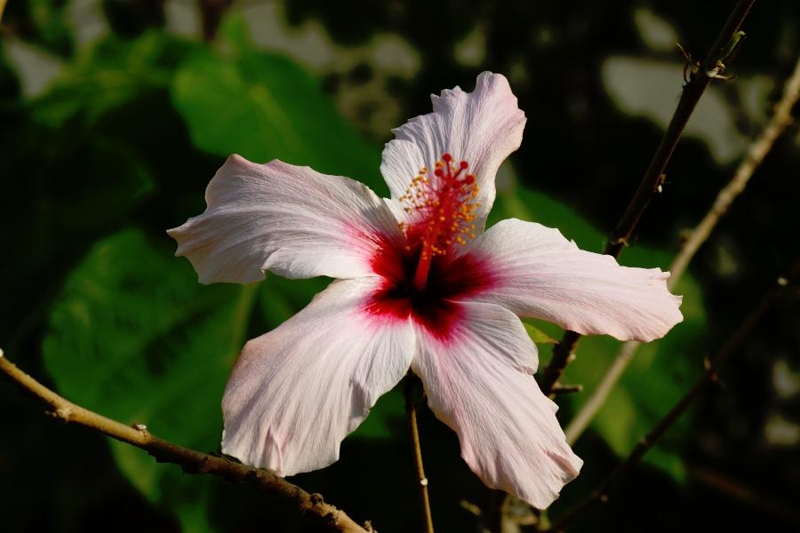 Une plante de la famille des mauves: l' hibiscus ou rose de Chine
