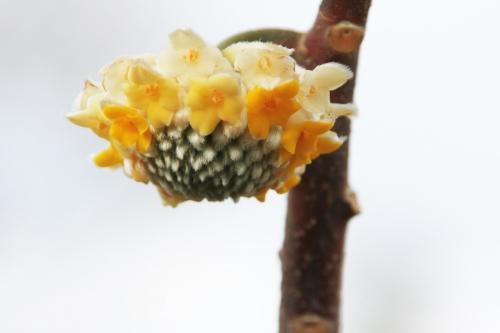 Edgeworthia chrysantha Edgeworthia chrysantha