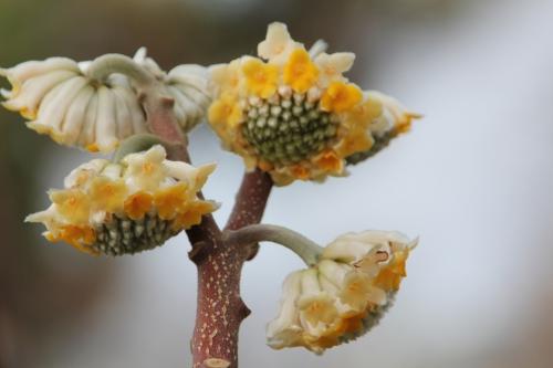 Edgeworthia chrysantha Edgeworthia chrysantha