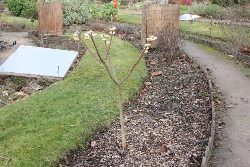 Edgeworthia chrysantha Edgeworthia chrysantha