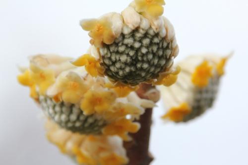 Edgeworthia chrysantha Edgeworthia chrysantha