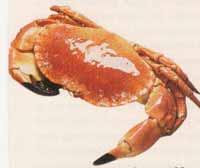 Mignardises de crabe et calmars à la ventrèche roulée crabe-w