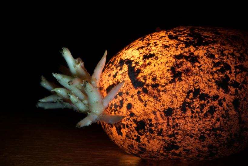 Il transforme des fruits et légumes en source lumineuse ! Radu-Zaciu-4