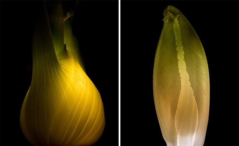 Il transforme des fruits et légumes en source lumineuse ! Radu-Zaciu-11