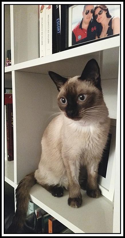 Des nouvelles de Tom, le chat (3) A.jpg
