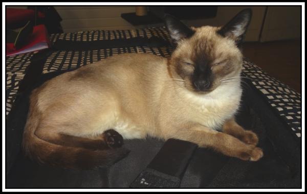 Des nouvelles de Tom, le chat (3) B.jpg