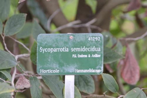 Sycopsis sinensis et son hybride
