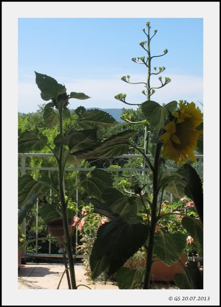 Un légume-racine à jolies fleurs jaunes: le topinambour