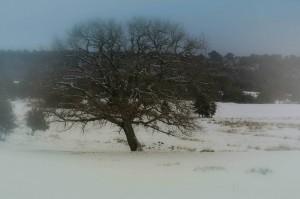 Ampus sous la neige 10959951_795954757119121_8065853030986616873_o