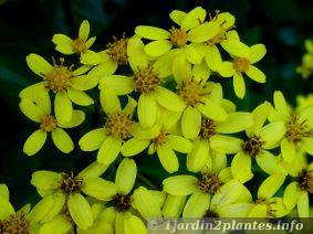Une plante grimpante à fleurs d'hiver: le seneçon