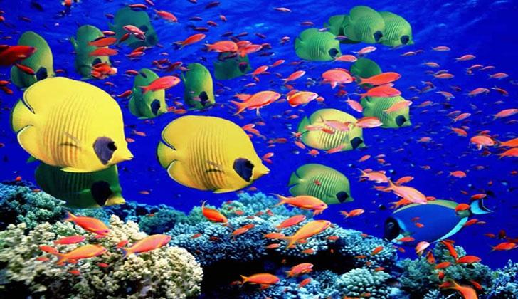 Australie : CAP sur la grande barrière de Corail image
