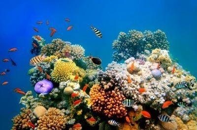 Australie : CAP sur la grande barrière de Corail image
