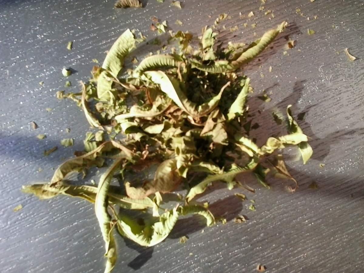 Verveine: purifier et apaiser Verveine: purifier et apaiser