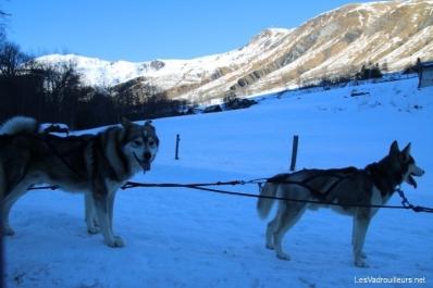 Les chiens sont prêts à partir Les chiens sont prêts à partir