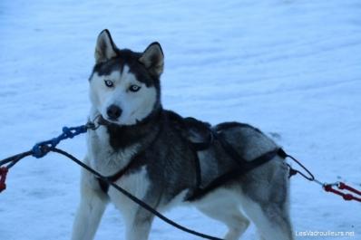 Un beau husky de l'attelage Un beau husky de l'attelage