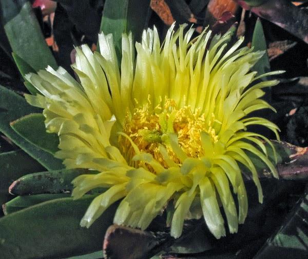 Ficoïde comestible (Carpobrotus edulis) Ficoïde comestible (Carpobrotus edulis)