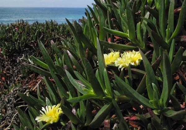 Ficoïde comestible (Carpobrotus edulis) Ficoïde comestible (Carpobrotus edulis)