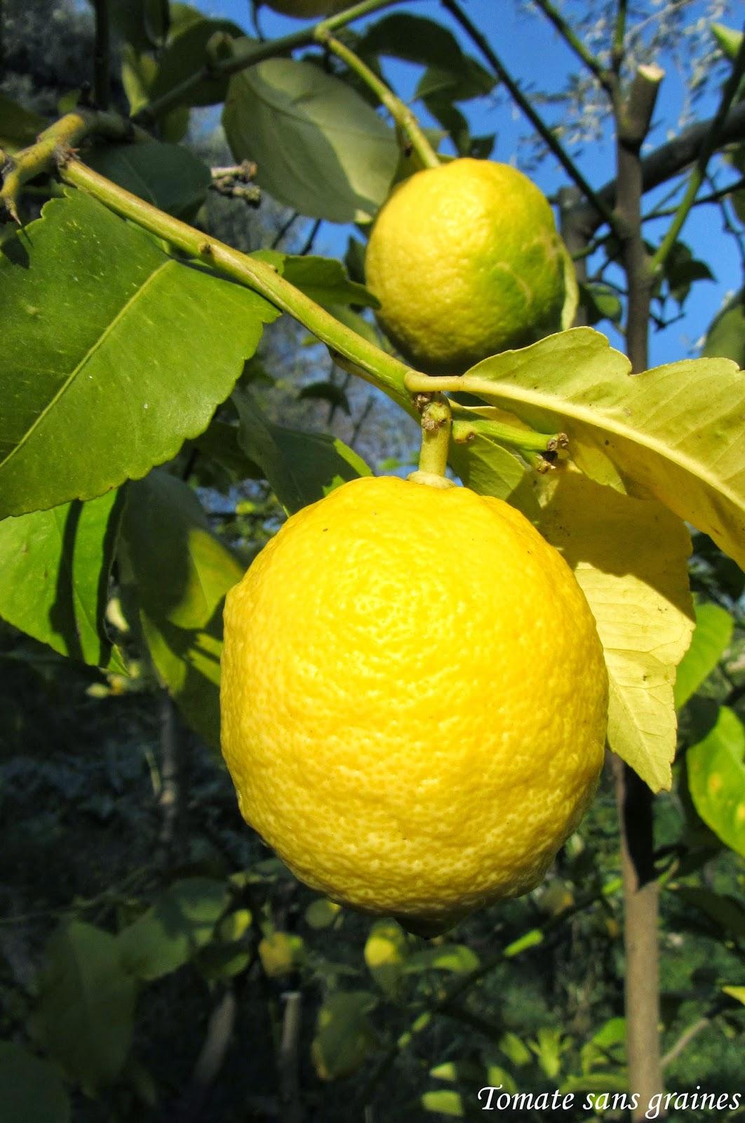 Cake citron-pavot Cake citron-pavot