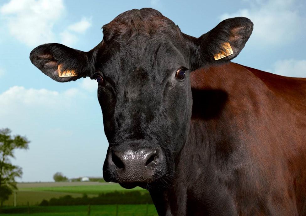 Filouse, la Star du Salon International de l'Agriculture 2015 - Photo comexposium Filouse, la Star du Salon International de l'Agriculture 2015 - Photo comexposium