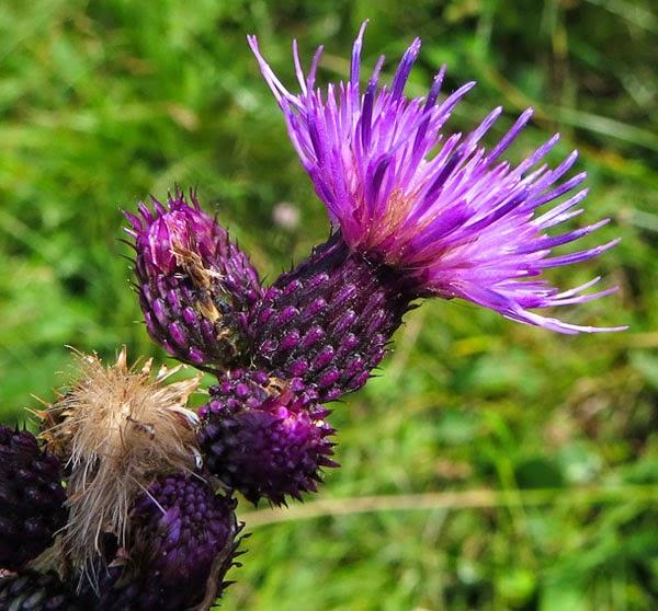 Cirse des marais (Cirsium palustre)