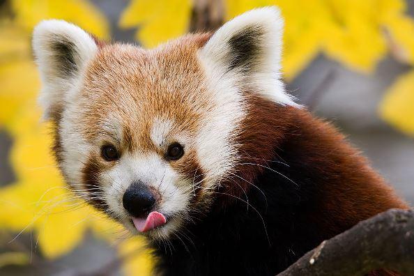 Nouveautés 2015 : pandas roux et renards polaires au Parc animalier de Sainte-Croix Panda roux