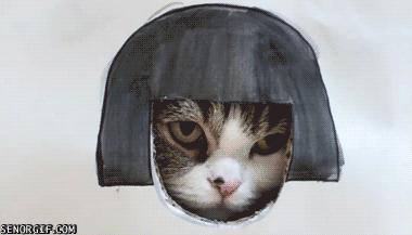 Retrouver une administration efficace. Vraiment ? cat conspiration