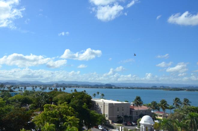 Hola San Juan, Puerto Rico palmtrees