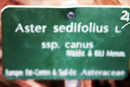Aster sedifolius, en décor d'hiver