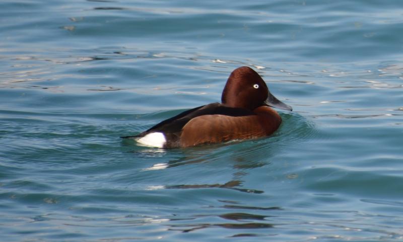J’ai eu le canard rare devant mon objectif fuligule nyroca,canard rare à genève