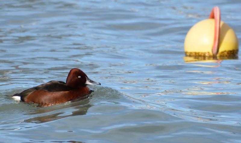 J’ai eu le canard rare devant mon objectif Sans titre1.jpg