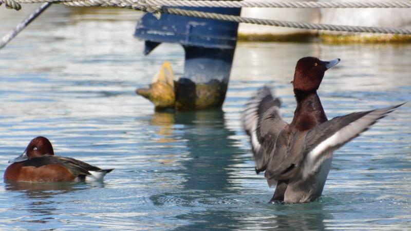 J’ai eu le canard rare devant mon objectif Sans titre11.jpg