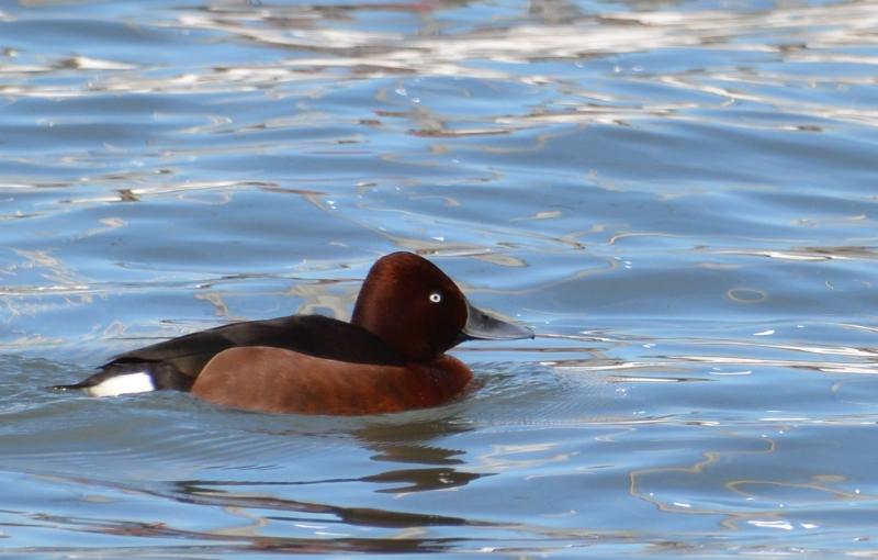 J’ai eu le canard rare devant mon objectif Sans titre6.jpg