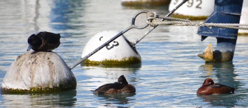 J’ai eu le canard rare devant mon objectif Sans titre8.jpg