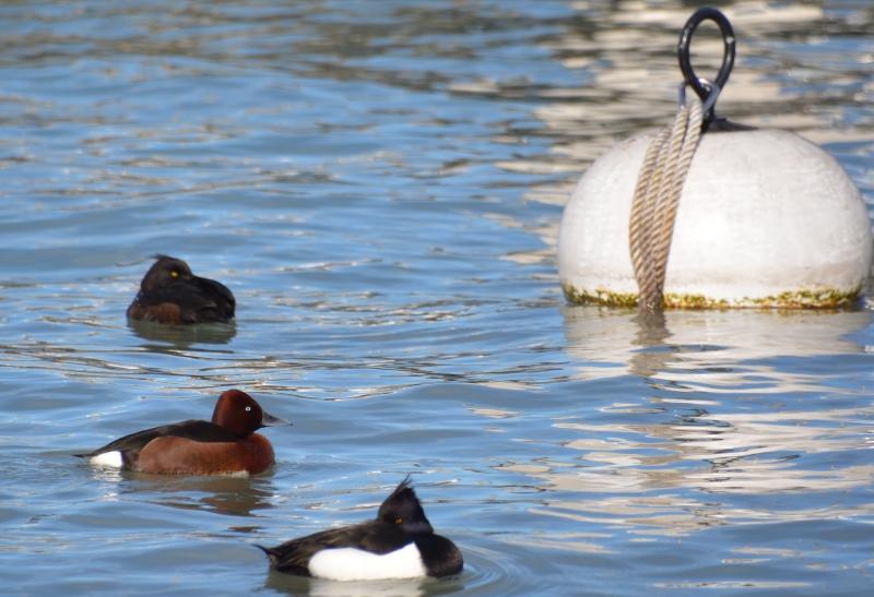 J’ai eu le canard rare devant mon objectif Sans titre4.jpg