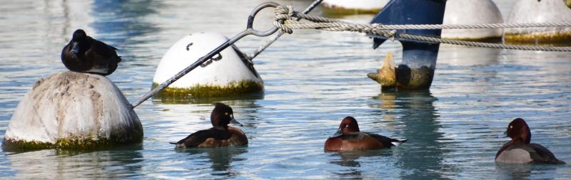 J’ai eu le canard rare devant mon objectif Sans titre9.jpg