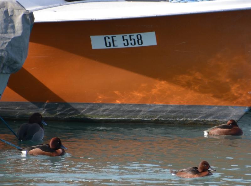 J’ai eu le canard rare devant mon objectif Sans titre16.jpg