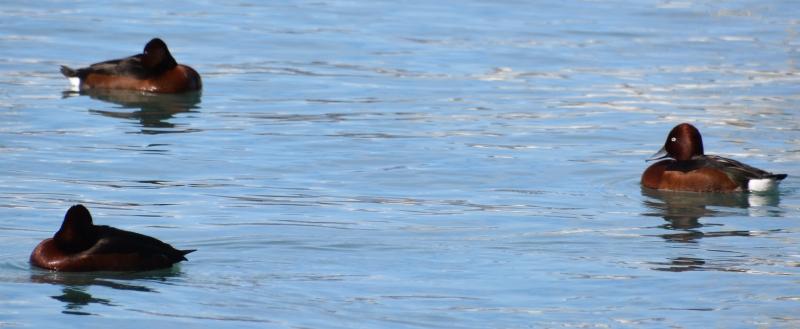 J’ai eu le canard rare devant mon objectif Sans titre14.jpg