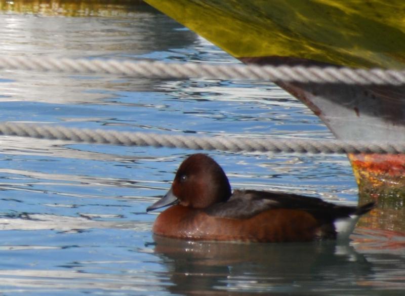 J’ai eu le canard rare devant mon objectif Sans titre13.jpg