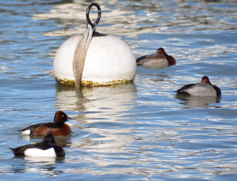 J’ai eu le canard rare devant mon objectif Sans titre5.jpg
