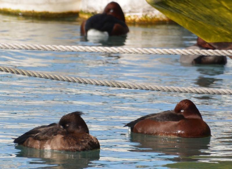 J’ai eu le canard rare devant mon objectif Sans titre12.jpg