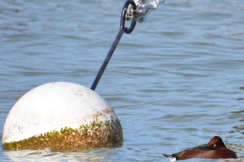 J’ai eu le canard rare devant mon objectif fuligule nyroca,canard rare à genève