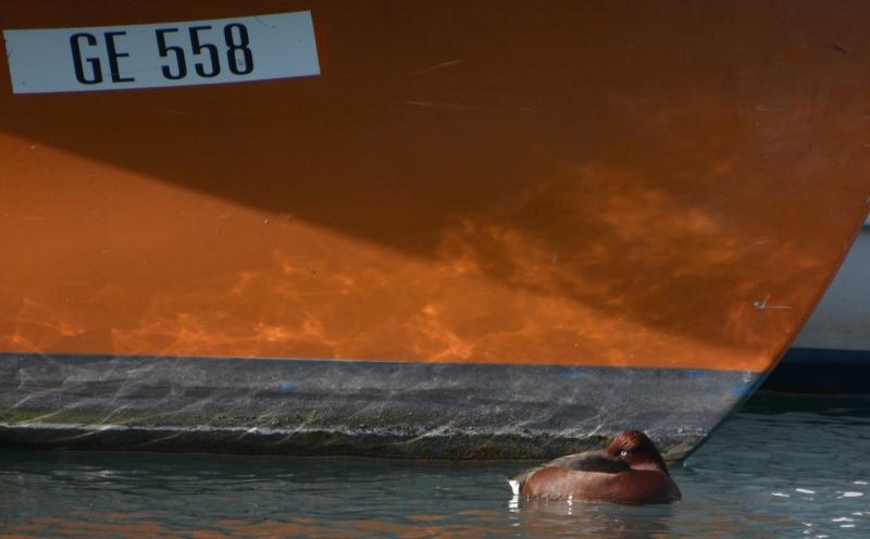 J’ai eu le canard rare devant mon objectif Sans titre15.jpg