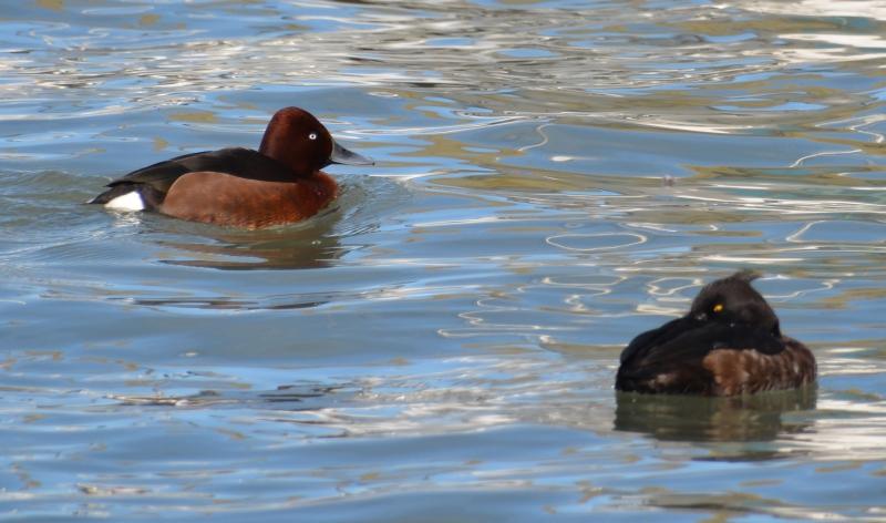 J’ai eu le canard rare devant mon objectif Sans titre7.jpg