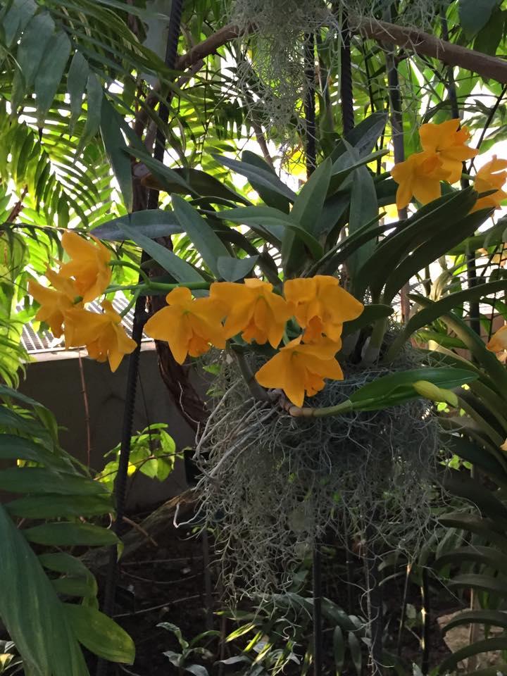 Expo : Mille et une orchidées d’Asie 10383570_10205972340406927_4545540386503317155_n