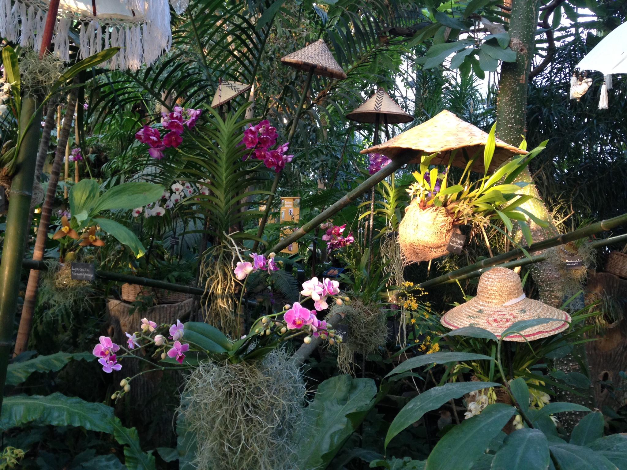 Expo : Mille et une orchidées d’Asie IMG_0003