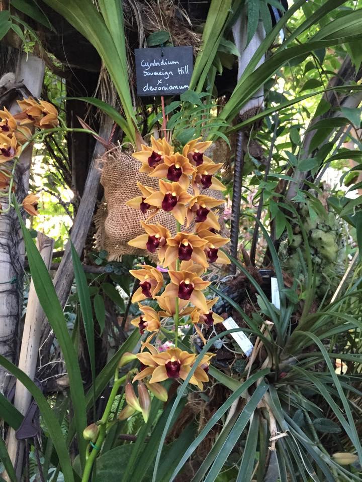 Expo : Mille et une orchidées d’Asie 1509751_10205972332646733_5824835852966943349_n